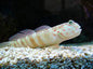 Pink Spot Shrimp Goby