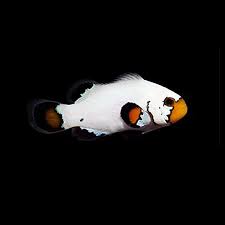 Clownfish - Frostbite Flurry(Amphirion Ocellaris) PAIR *Captive Bred*