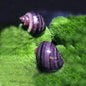 Snail Mystery - Freshwater species