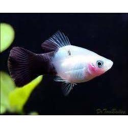Platy Panda