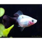 Platy Panda
