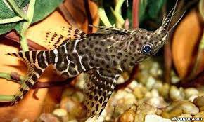 Catfish - Upside Down Zebra (Synodontis nigriventris)