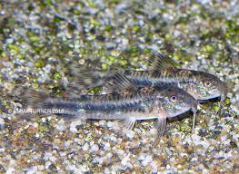Catfish - Spotted Aspidoras C125 (Aspidoras spilotus)