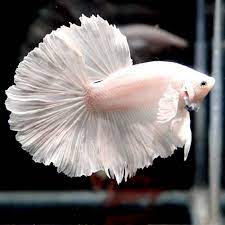 Betta Dumbo Male - Assorted