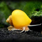 Snail Mystery - Freshwater species