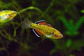 Gudgeon Empire
