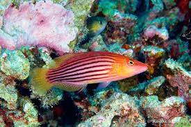 Wrasse - Eight Lined (Pseudocheilinus octotaenia)