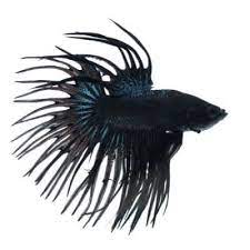 Betta Crowntail Male - Assorted