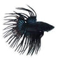Betta Crowntail Male - Assorted