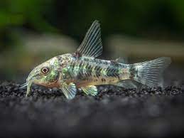 Corydora - Peppered (Corydoras paleatus) - various