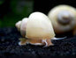 Snail Mystery - Freshwater species