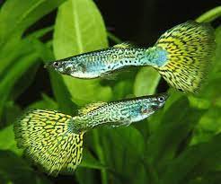 Freshwater Guppy – Aquarium Gallery