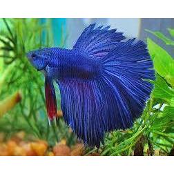 Betta Super Delta Male