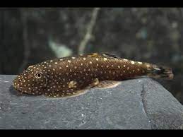 Catfish - Borneo Sucker/Hillstream Loach (Gastromyzon punctulatus)