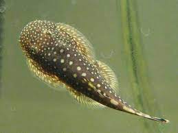 Catfish - Borneo Sucker/Hillstream Loach (Gastromyzon punctulatus)