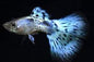 Guppy Cobra/Mosaic - Various