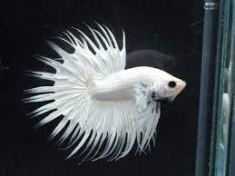 Betta Crowntail Male - Assorted