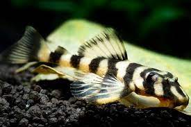 Pleco - Butterfly Clown L168 7cm