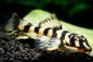 Pleco - Butterfly Clown L168 7cm
