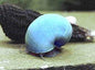Snail Mystery - Freshwater species