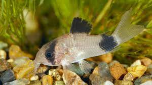 Corydora - Panda (Corydoras panda)