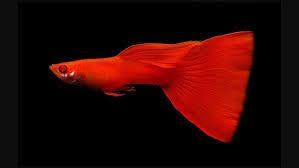 Guppy Moscow Red M/F