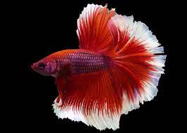Betta Rosetail Male - Various