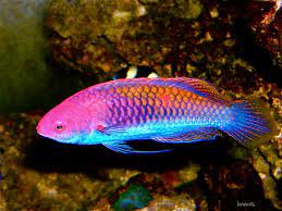 Wrasse - Rainbow Fairy