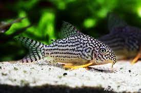 Corydora - Sterbai (Corydoras sterbai)