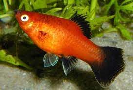 Platy Red Wagtail