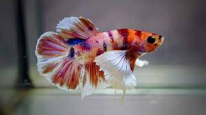 Betta Dumbo Male - Assorted