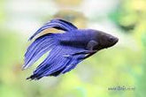 Betta (Siamese Fighting Fish) – Aquarium Gallery