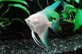 Angelfish Platinum