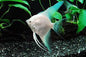 Angelfish Platinum 3.5cm