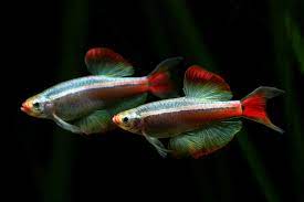 White Cloud Minnow (Tanichthys albonubes) - Various