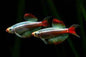 White Cloud Minnow (Tanichthys albonubes) - Various