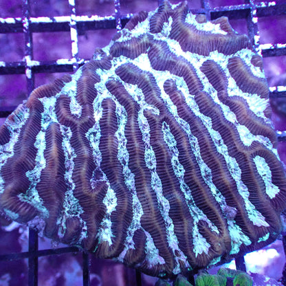 Maze Corals (Platygyra sp.)