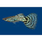 Guppy Cobra/Mosaic - Various