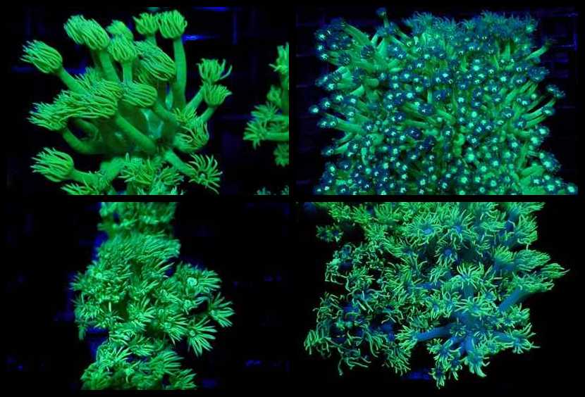 Flower Pot Corals (Goniopora, Alveopora sp.)
