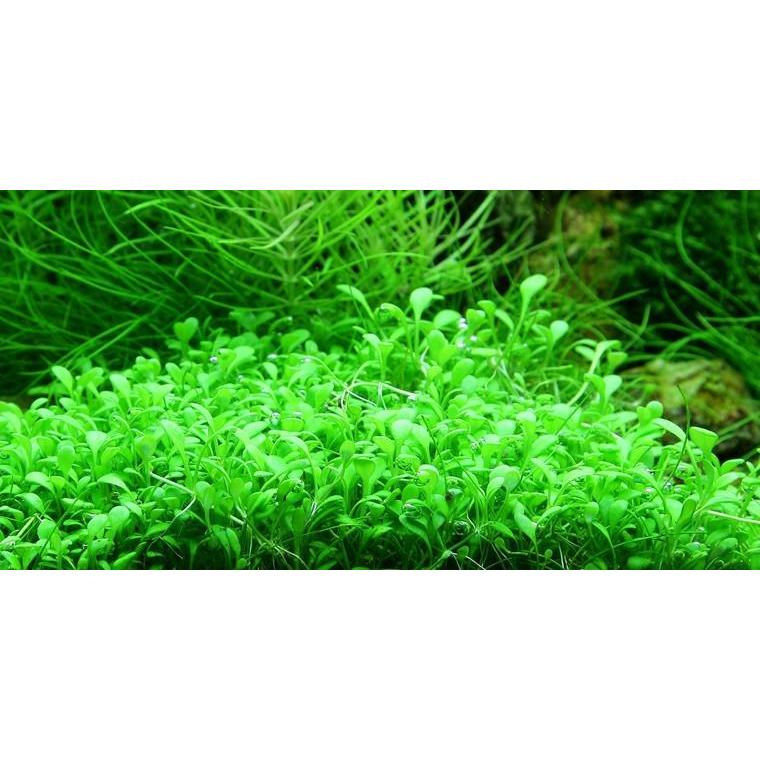 Glossostigma elatinoides