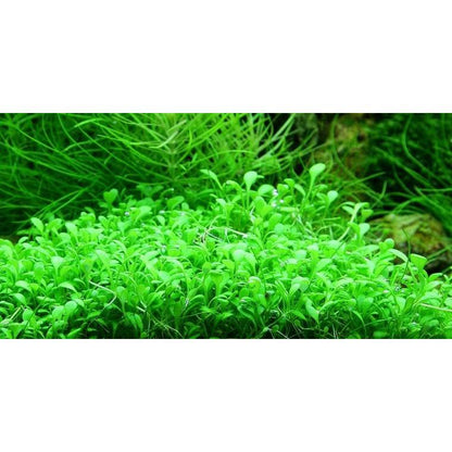 Glossostigma elatinoides