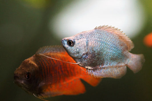 Gourami Dwarf Female - Various