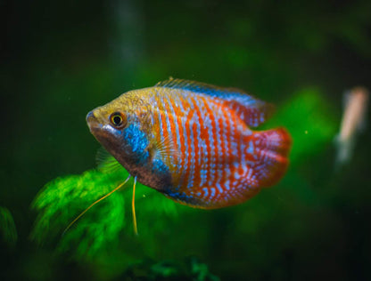 Gourami Dwarf Male - Various