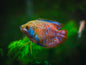 Gourami Dwarf Male - Various
