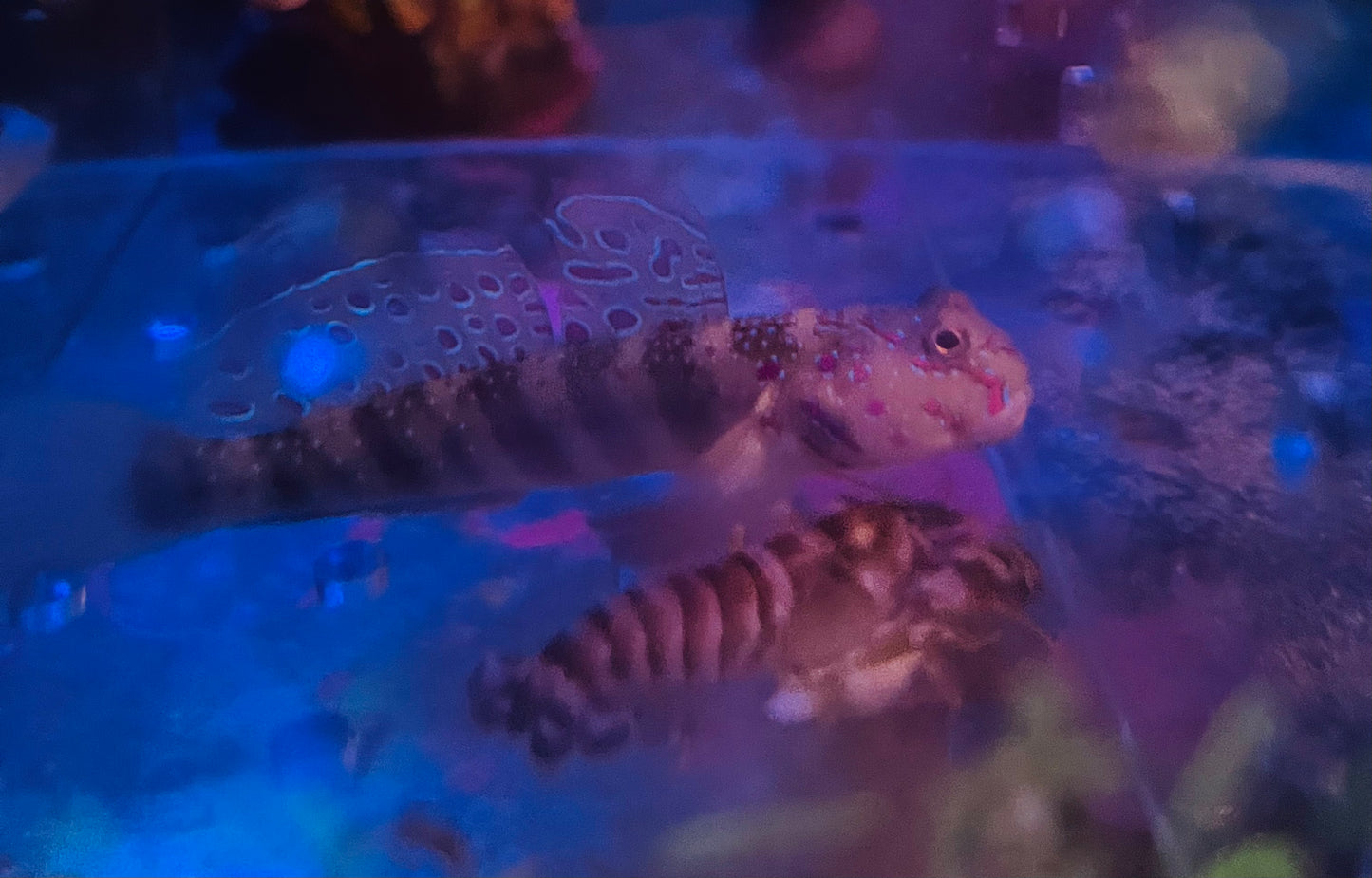 Shrimp & Gobie Pair