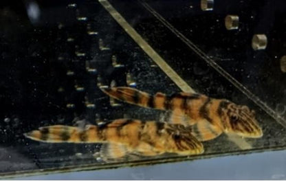 Pleco Alenquer Tiger L397 (7cm)