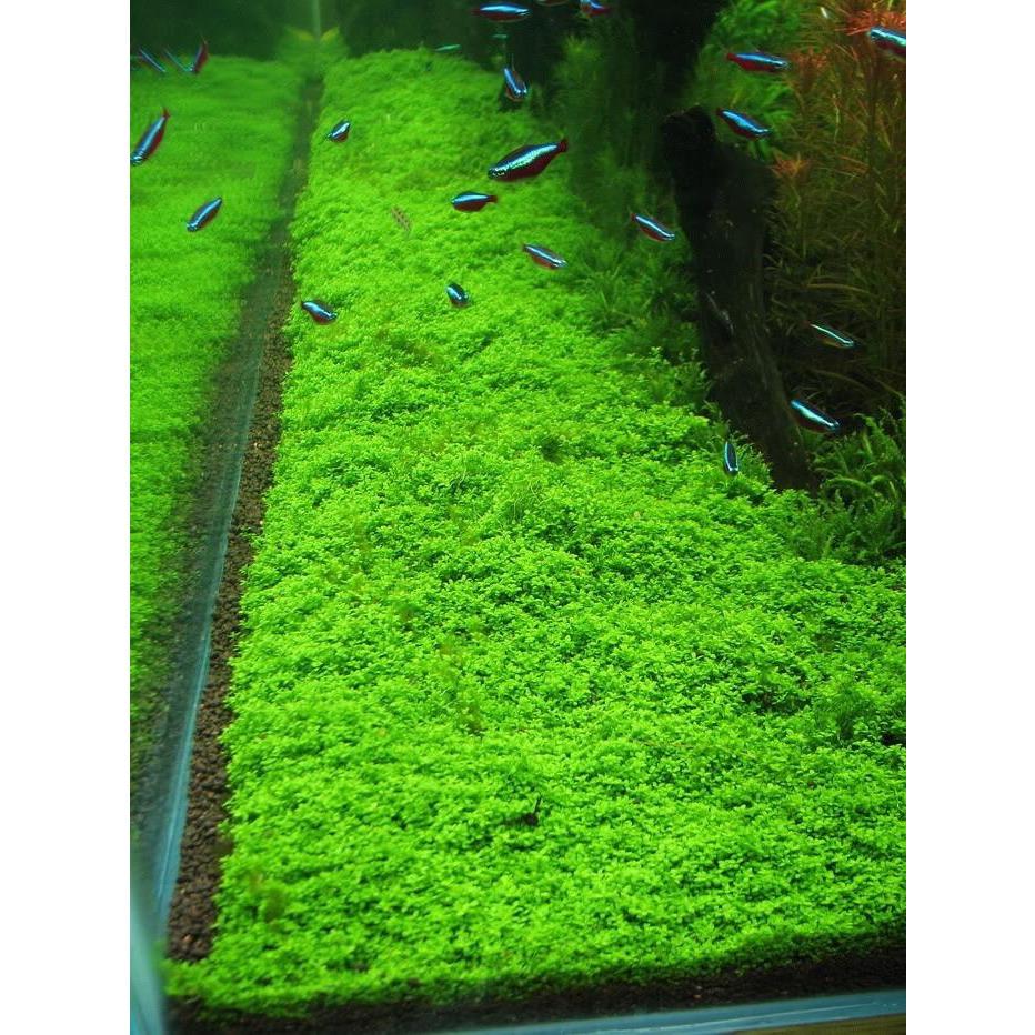 Hc Fish HC Hemianthus callitrichoides - Dwarf Baby Tears – Aquarium Gallery