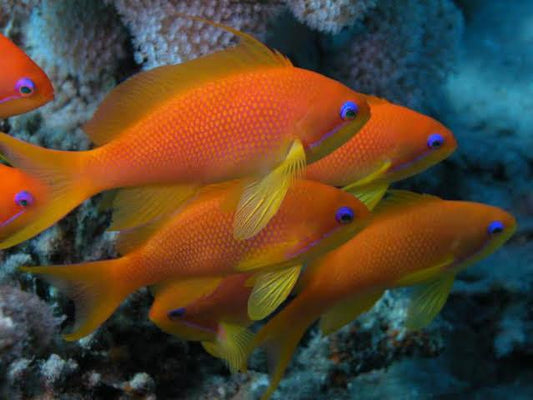 Anthias Lyretail (Pseudanthias squamipinnis)