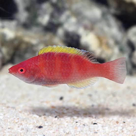 Wrasse - Yellowfin Fairy