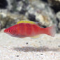 Wrasse - Yellowfin Fairy
